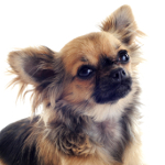 Tierarztkosten beim Chihuahua