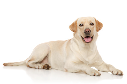 Allianz Hundekrankenversicherung für Labrador